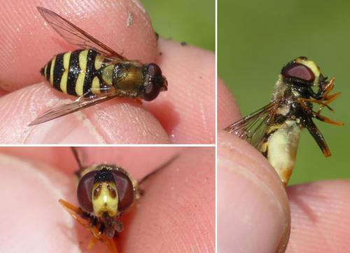 Syrphus sp.